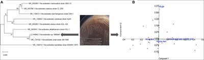 Mitigation of Salinity Stress in Wheat Seedlings Due to the Application of Phytohormone-Rich Culture Filtrate Extract of Methylotrophic Actinobacterium Nocardioides sp. NIMMe6